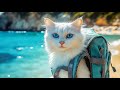 Anti Anxiety Music for CATs 🐈 Stress Relief Music For CATs ♬ Calming Music For CATs