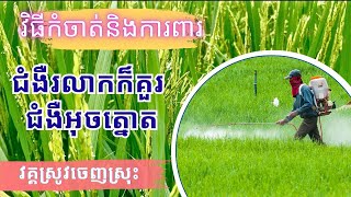 ជំងឺអុចត្នោតនិងជំងឺរលាកក៏កួរ តើគោបាញ់ថ្នាំការពារនៅវគ្គណាហើយប្រើសារធាតុថ្នាំអ្វីដែ?