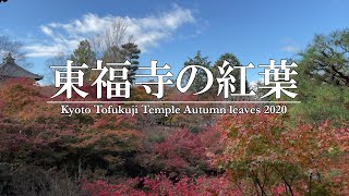 京都 東福寺の紅葉めぐり 2020.11.23 -Kyoto Tofukuji Temple Autumn leaves-