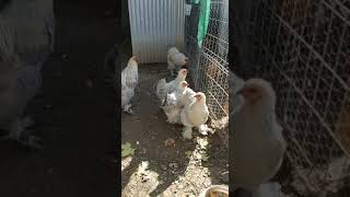 Gallina brahma Isabela del Robledillo