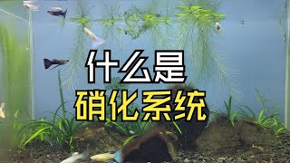 饲养观赏鱼常识之什么是硝化系统