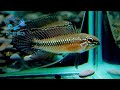 10 2【dc短鯛坊】wf1伊莉莎白短鯛 no.i7【dwarfcichlid】​⁠​⁠@dcasfish