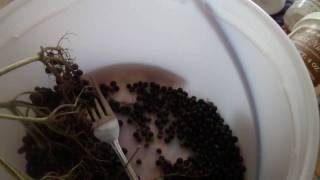 Elderberry wine 2