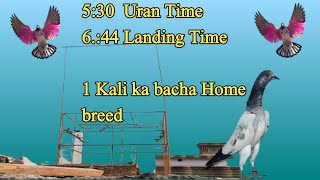 1 Kali ka Bacha Subha 5:30 Urya Ta or Sham 6:44 par Bat Gai || MashAllah || Us k Parwaz k video kaml