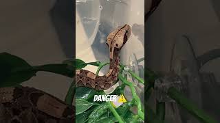 Venomous Baby gaboon viper ☠️🤯 (bitis Rhinoceros) #shorts #snake #reptiles #pets #viral