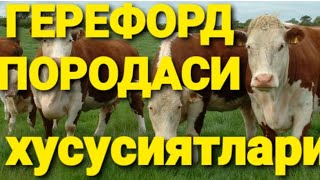 Герефорд зоти гушт йуналишидаги букалар/герефорд зоти хакида малумот/чорвачилик