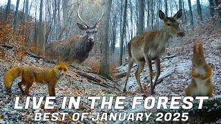 LIVE in the FOREST - best of January 2025