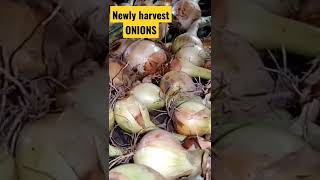 Satisfying video of newly harvested ONIONS. #shorts #satisfying #onion #harvest #homesteading