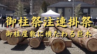 【2022年4月5日 御柱祭 注連掛祭：しめかけさい】2日の諏訪大社上社「山出し」で御柱屋敷まで運ばれた8本のモミの巨木は、5月の「里曳き」までの間ここで静養します。