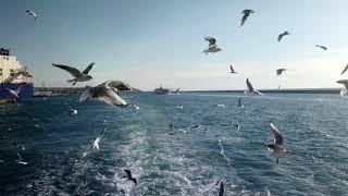 морские птицы поют в Стамбуле, пожалуйста, слушайте ,seabirds sing in Istanbul please listenBİKİMOKE