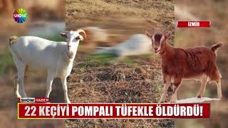 22 keçiyi pompalı tüfekle öldürdü!