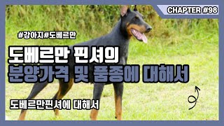 도베르만 핀셔의 분양가격 및 품종에 대해서