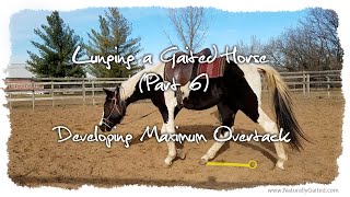 Lunging a Gaited Horse (Part 6) Developing Overtrack #GaitedHorse