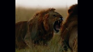 Olonkera Attacked by Oloshipa | Oloimina Stops the fight | Tensions in Black Rock Male Lions \u0026 Sons