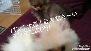 ポメラニアン 子犬の寝起きご飯！