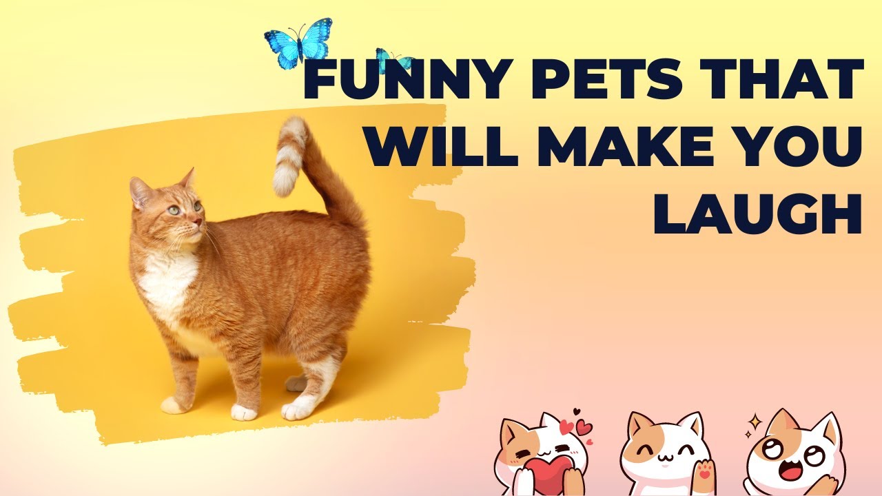 Funny Pets Compilation Youtube