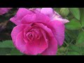 worlds most beautiful rose gardens garden no 3 the gardens of the rose