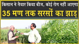 किसान ने तैयार किया सरसों का बीज| कोई रोग नहीं आएगा, 35 मण तक झाड़| Sirsa| Agriculture| Mustardseeds|