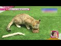 【もふもふ中継】砂漠の天使 神戸どうぶつ王国のスナネコ