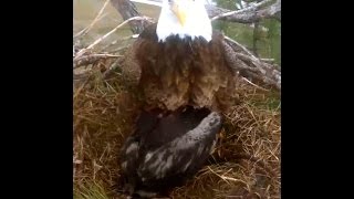 SWFLEagles~Wet, Rainy Day \u0026 Lots To Eat ~ 2-9-2015