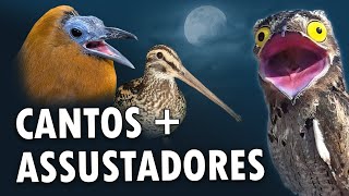 Os CANTOS de AVES MAIS ASSUSTADORES do MUNDO!