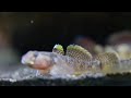 rhinogobius sp. chrysanthemum