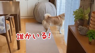 家の前を通る人を警戒する柴犬マコ