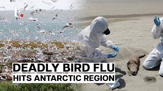 Bird Flu Detected in the Antarctic for the First Time | Antarctica's Ecosystem Under Siege?