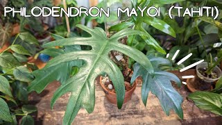 Philodendron Mayoi Care/Prop WITH UPDATES!