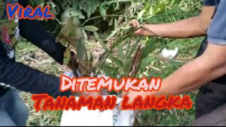 Penemuan Tanaman LANGKA, Berkhasiat dan bermanfaat LUAR BIASA.