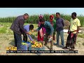 যে প্রকল্পে আয় বাড়বে চরবাসীর river field project gaibandha ekhon tv