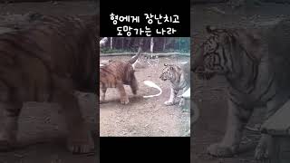 형에게 장난치고 도망가는 나라(과거 영상) #everland #tiger #오둥이#나라다운