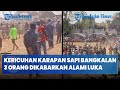 [BREAKING NEWS] Kericuhan Karapan Sapi Piala Presiden 2023 di Bangkalan, 3 Orang Dikabarkan Luka