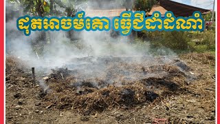 ដុតអាចម៍គោ ធ្វើជីដាំដំណាំ