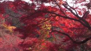 清水寺 その5 音羽の滝下の紅葉 京都の紅葉名所　Kiyomizu-dera Temple autumn leaves attractions in Kyoto part.5