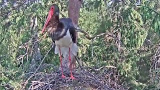 Melnais stārķis~Arrival Black Stork Male~9:13  am 2020/06/27