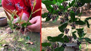 How to Jambolan Plum | Java Plum Tree Growing Fast With Garlic Fruit