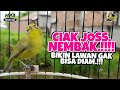 Masteran Kecial Kuning CIAK JOSS NEMBAK Ampuh Bikin Lawan NYAUT Gak Bisa DIAM‼️| PEPADU KECIAL