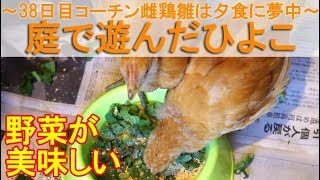 庭で遊んだひよこ～生後38日目、名古屋コーチン雌鶏雛は屋内で夕食に夢中～