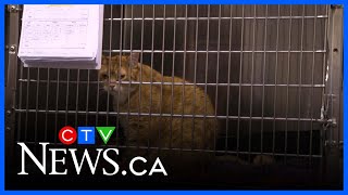 Sask. SPCA concerned over changes to animal protection rules