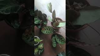 Aglonima and Calathia plants combo(6plants)