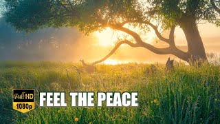 RELAX WITH NATURE MUSIC - Listen to this nature music and feel the peace