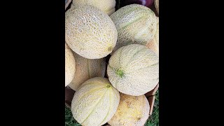 How To Dehydrate Fresh Cantaloupe From Your Garden or Store