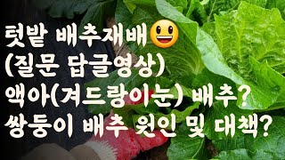 액아(겨드랑이눈)배추? / 쌍둥이 배추 원인 및 대책?