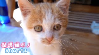 元気に走り回る保護猫の姿が可愛すぎる【保護猫ポノShorts #66】