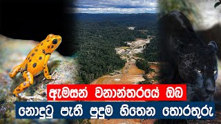 ඇමසන් වනාන්තරයේ ඔබ නොදුටු පැතී පුදුම හිතෙන තොරතුරු | Amazon Rainforest