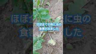 家庭菜園で虫の被害R6/9/24