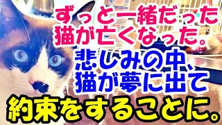 ずっと一緒だった猫が亡くなった。悲しみの中、猫が夢に出てきて約束をすることに…【猫の不思議な話】【朗読】