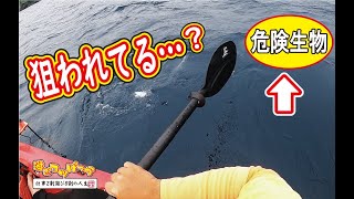 【カヤックフィッシング】危険生物に狙われてる？