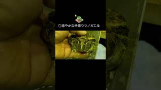 ①穏やかな手乗りツノガエル2025.1.7#frog #pacmanfrog #クランウェルツノガエル #ツノガエル #カエル